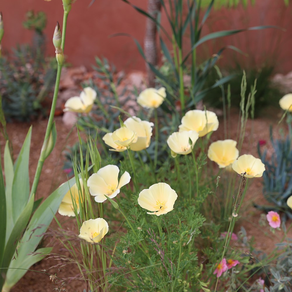 <i>Eschscholzia californica</i> 'Ivory Castle'