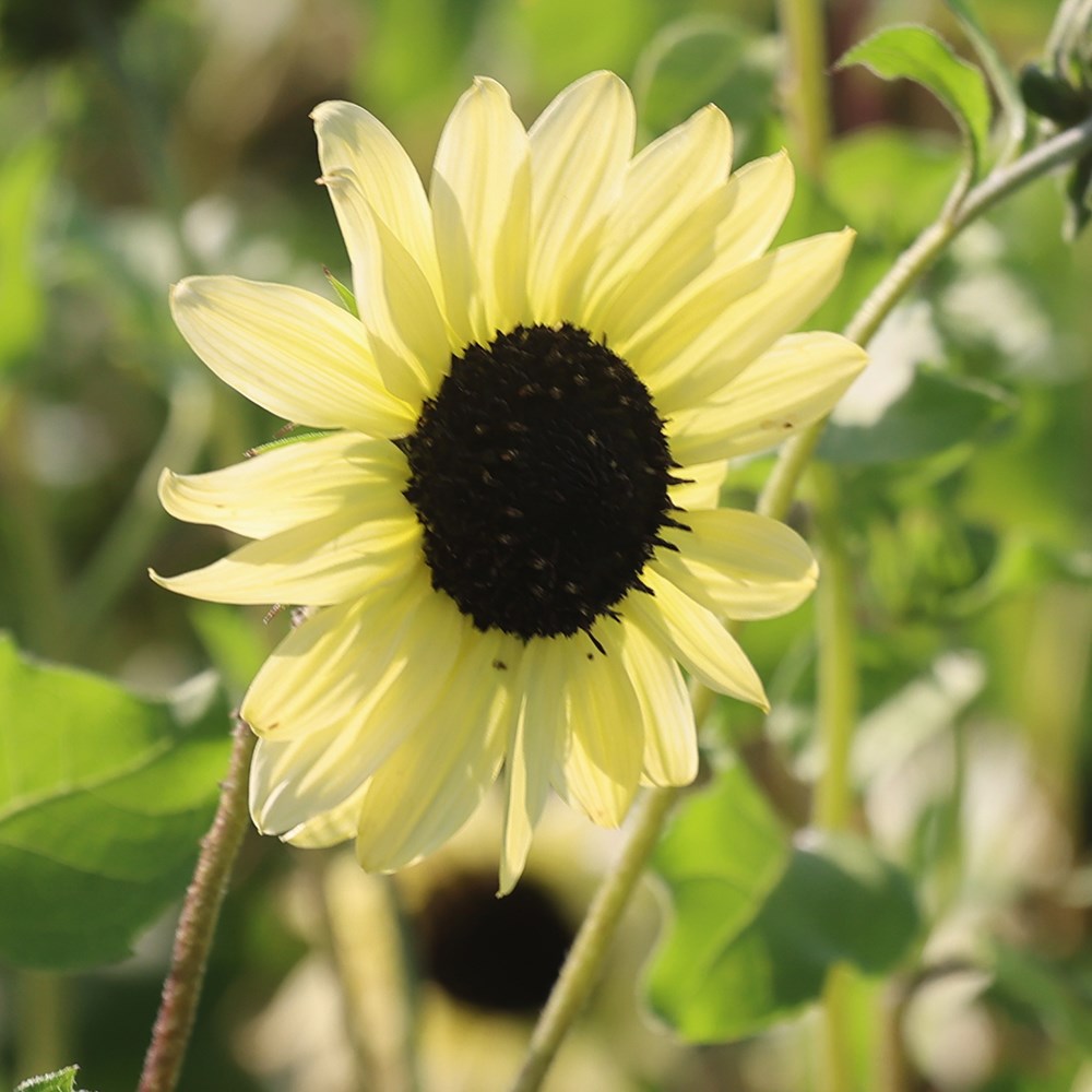 <i>Helianthus debilis</i> 'Soluna Lemon'