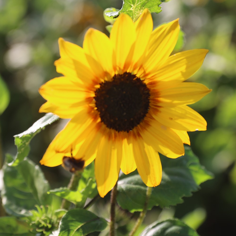 <i>Helianthus debilis</i> 'Soluna Bronze'