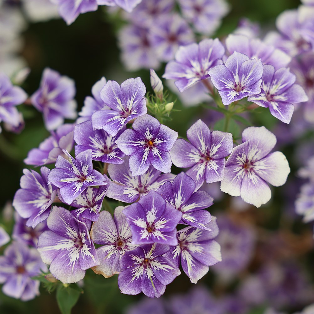 <i>Phlox drummondii</i> 'Sugar Stars'
