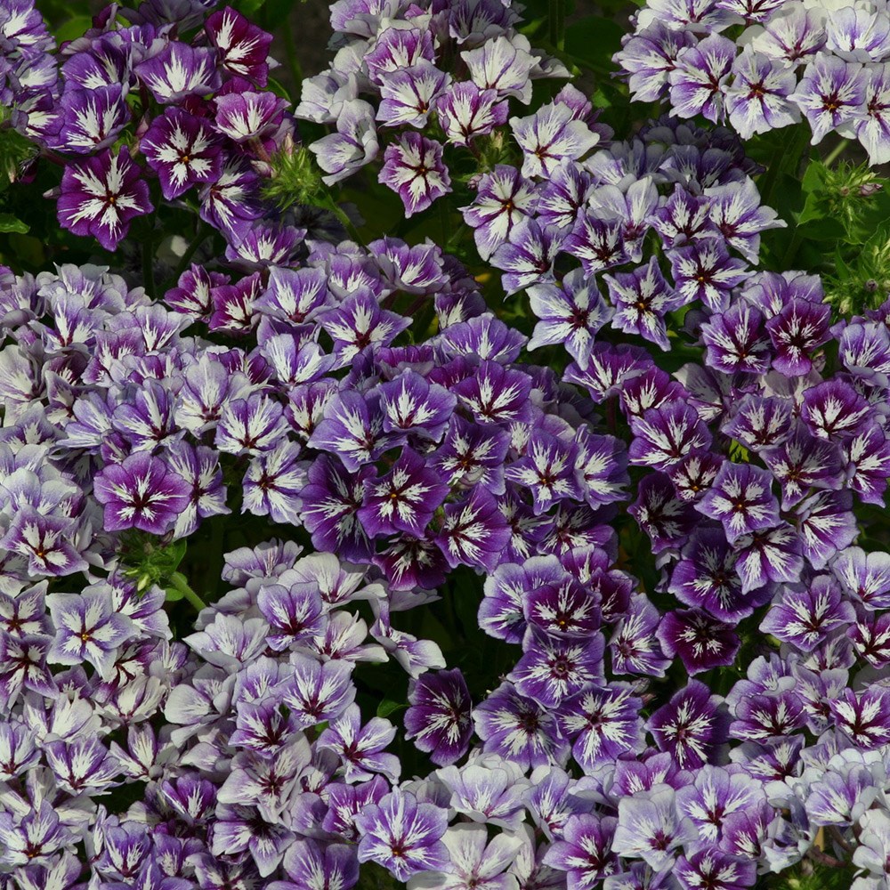 <i>Phlox drummondii</i> 'Sugar Stars'