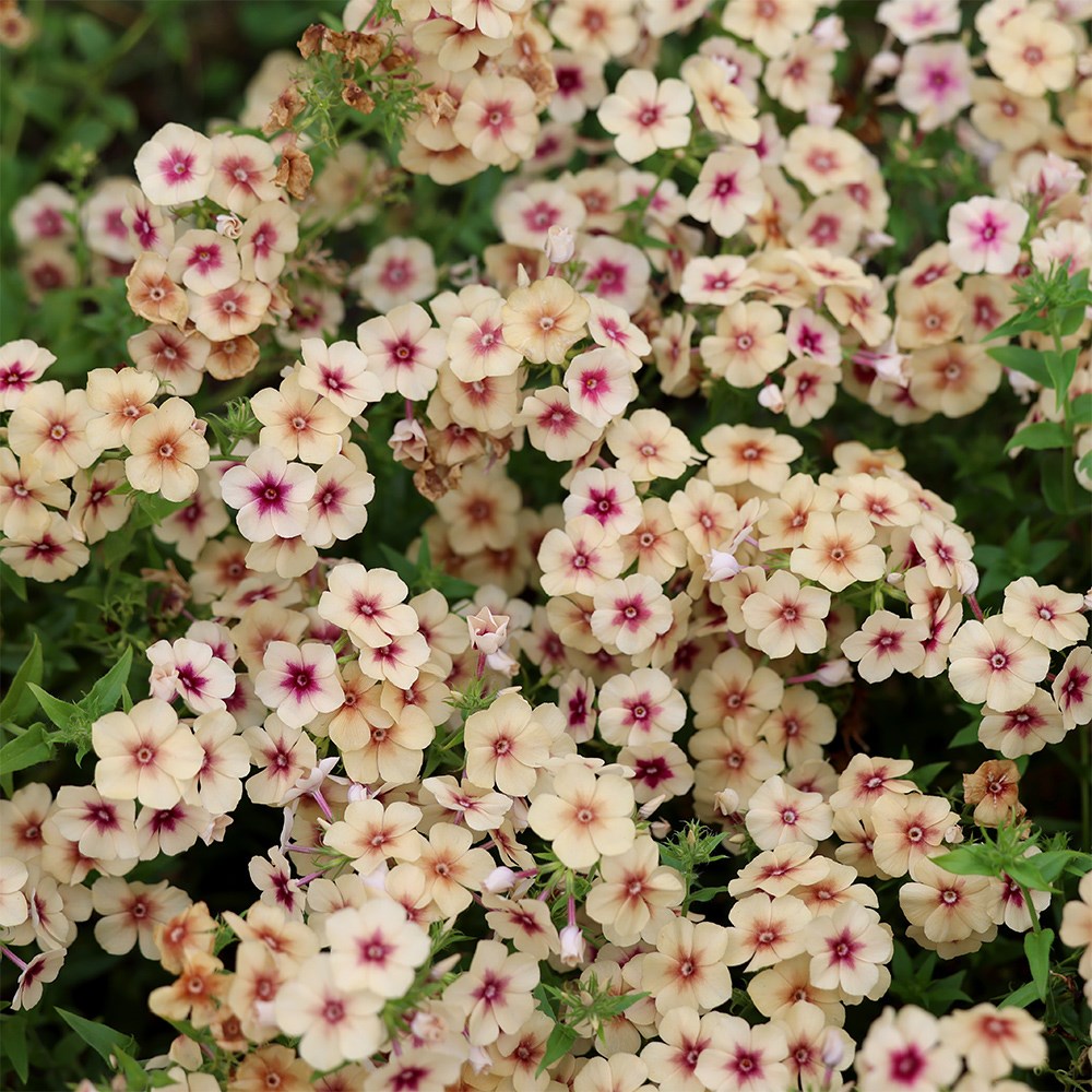 <i>Phlox drummondii</i> 'Cherry Caramel'