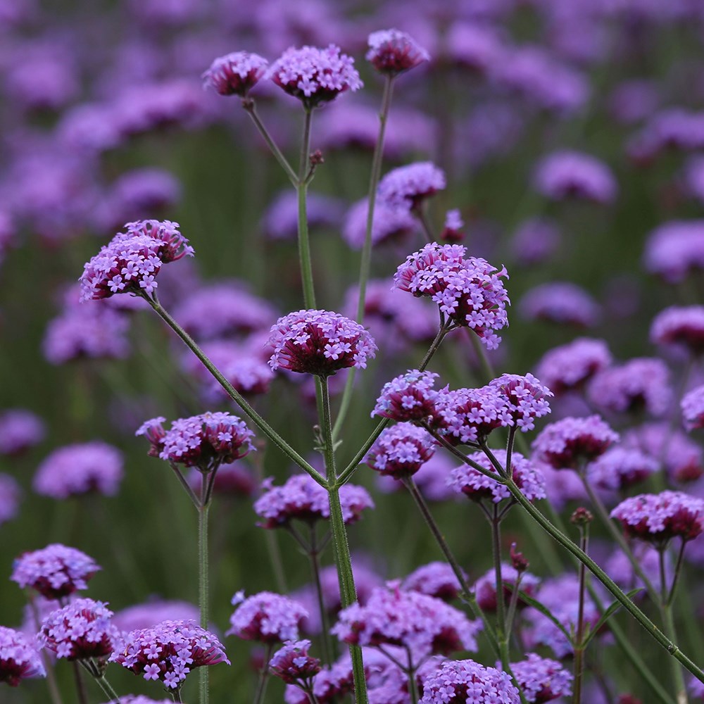 <i>Verbena bonariensis</i> 'Vanity'