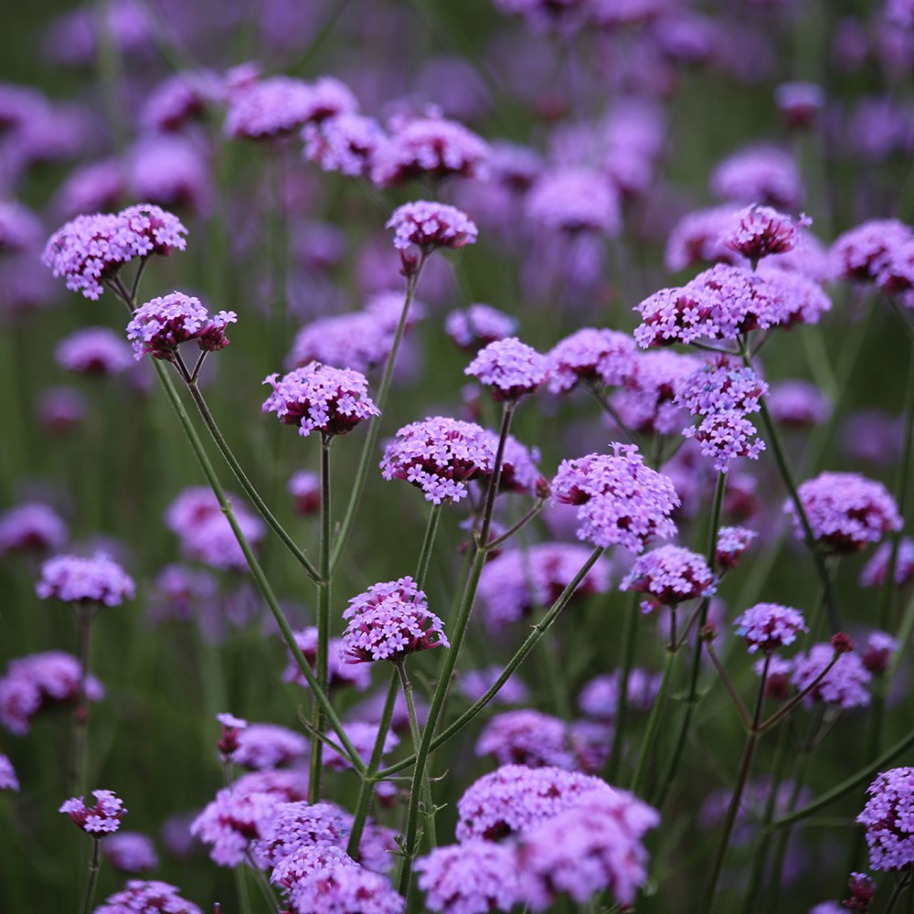 <i>Verbena bonariensis</i> 'Vanity'