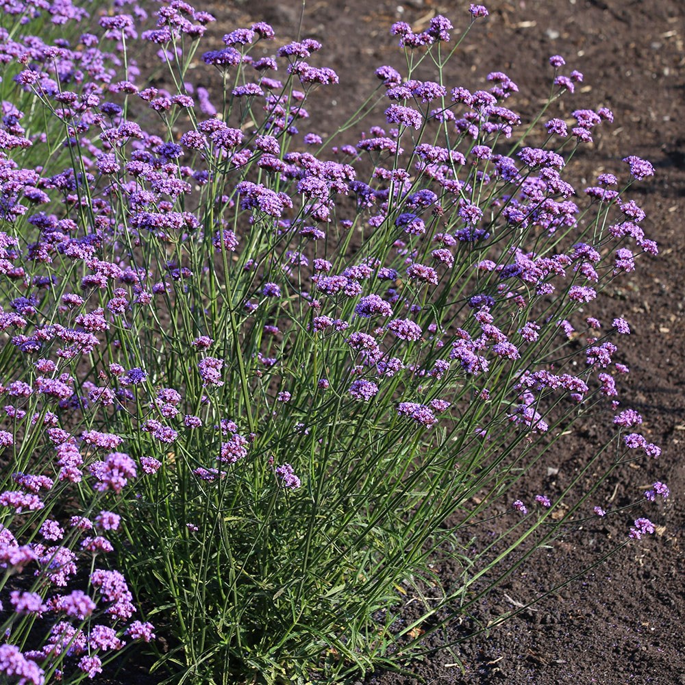 <i>Verbena bonariensis</i> 'Vanity'