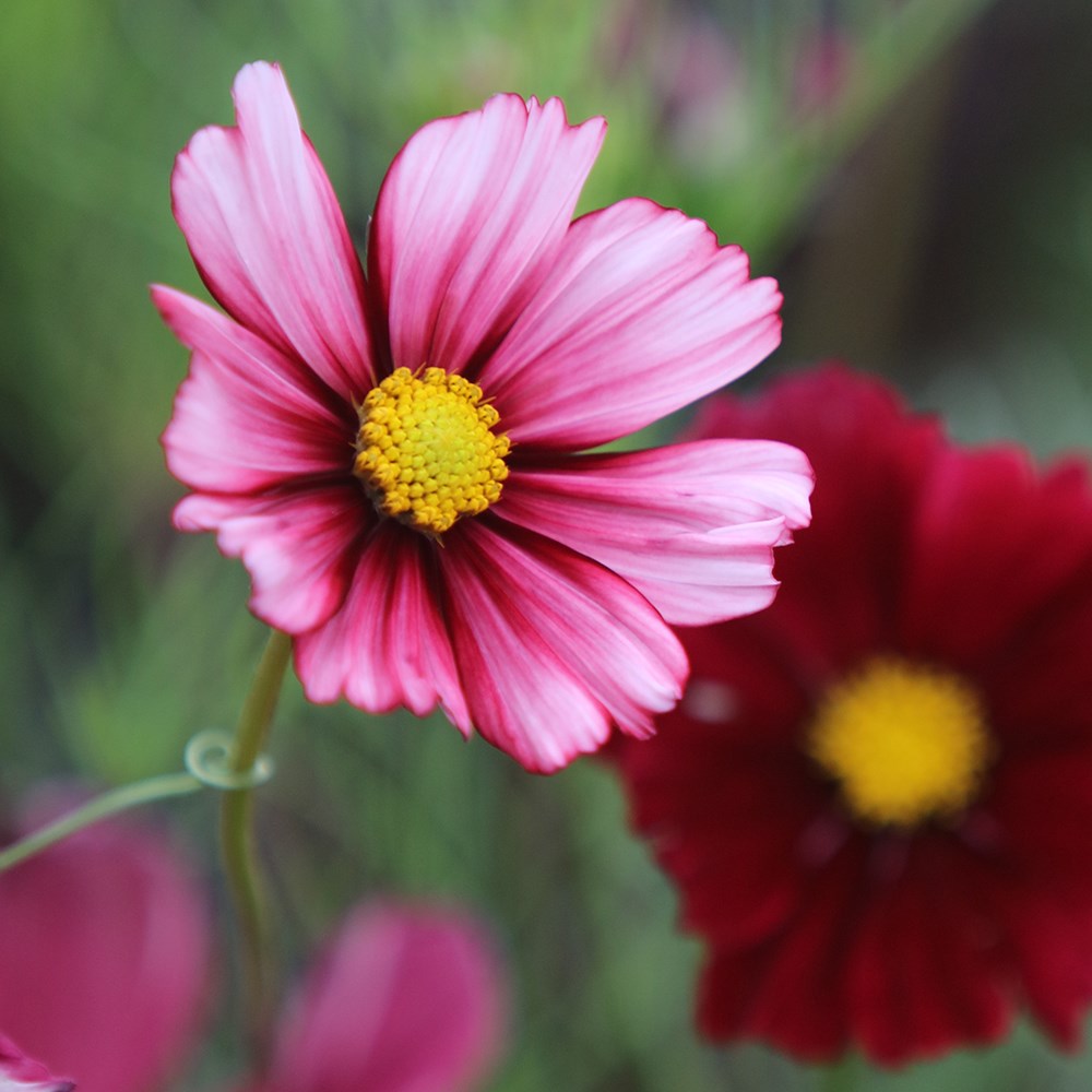 <i>Cosmos bipinnatus</i> 'Velouette'