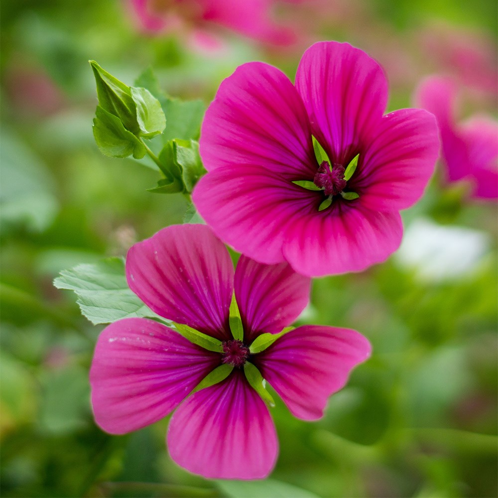 <i>Malope trifida</i> 'Vulcan'