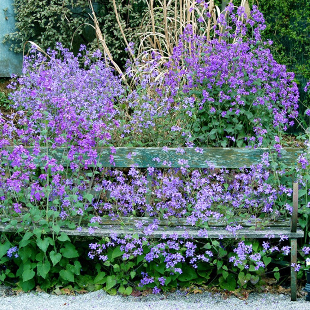 <i>Lunaria annua</i> 'Corfu Blue'