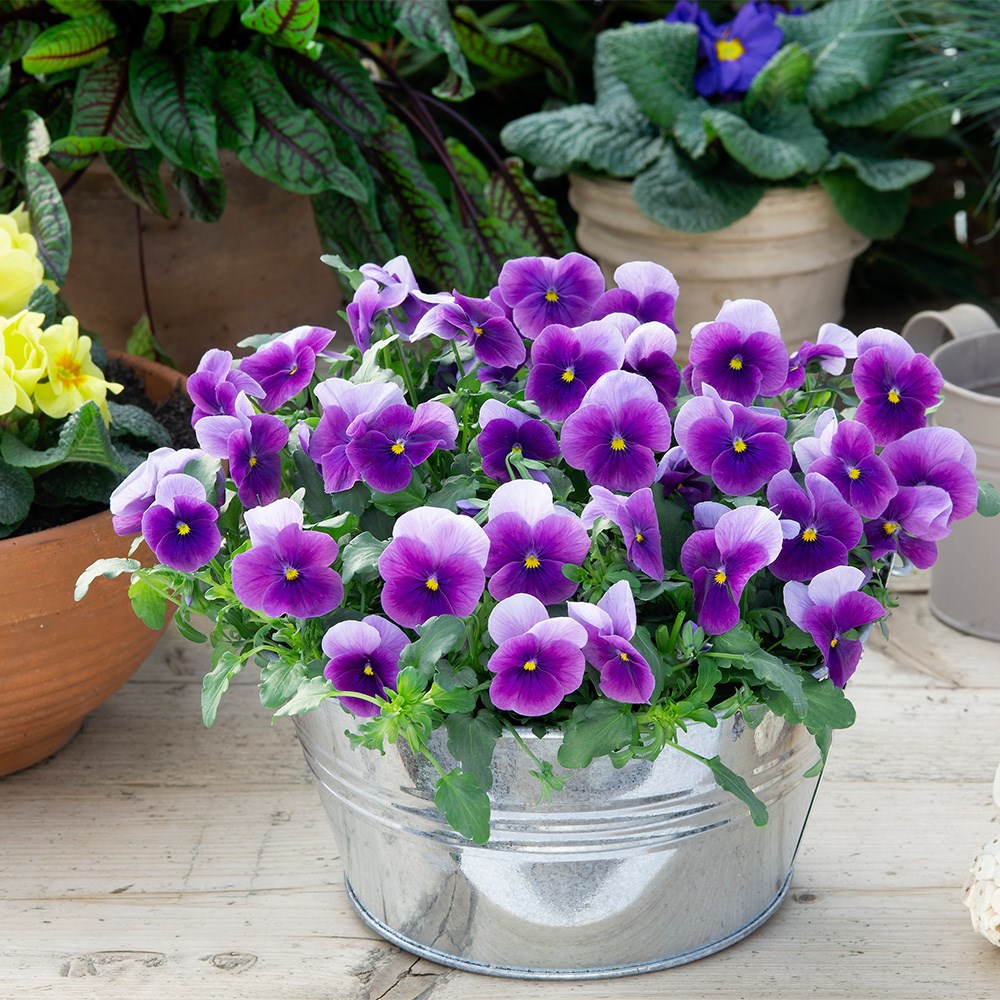 <i>Viola</i> 'Vivaldi Beacon'