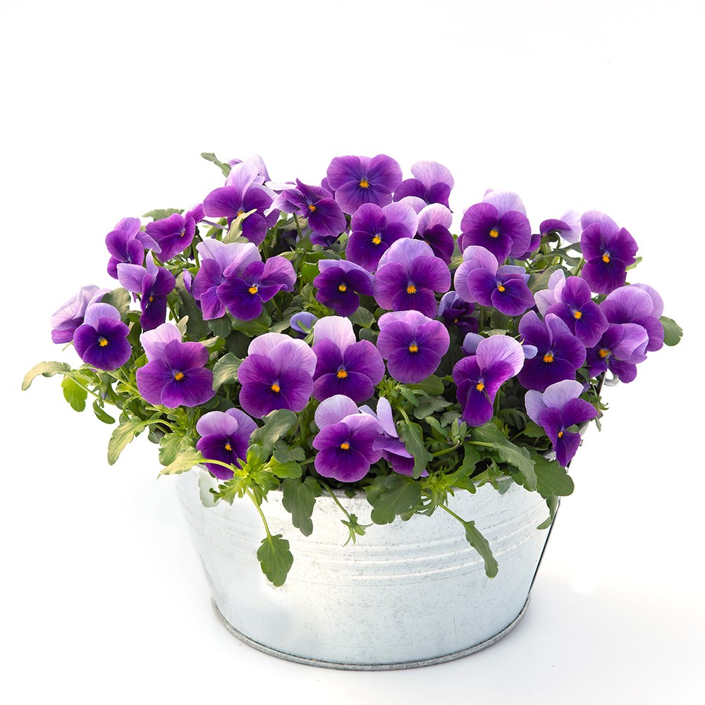 <i>Viola</i> 'Vivaldi Beacon'