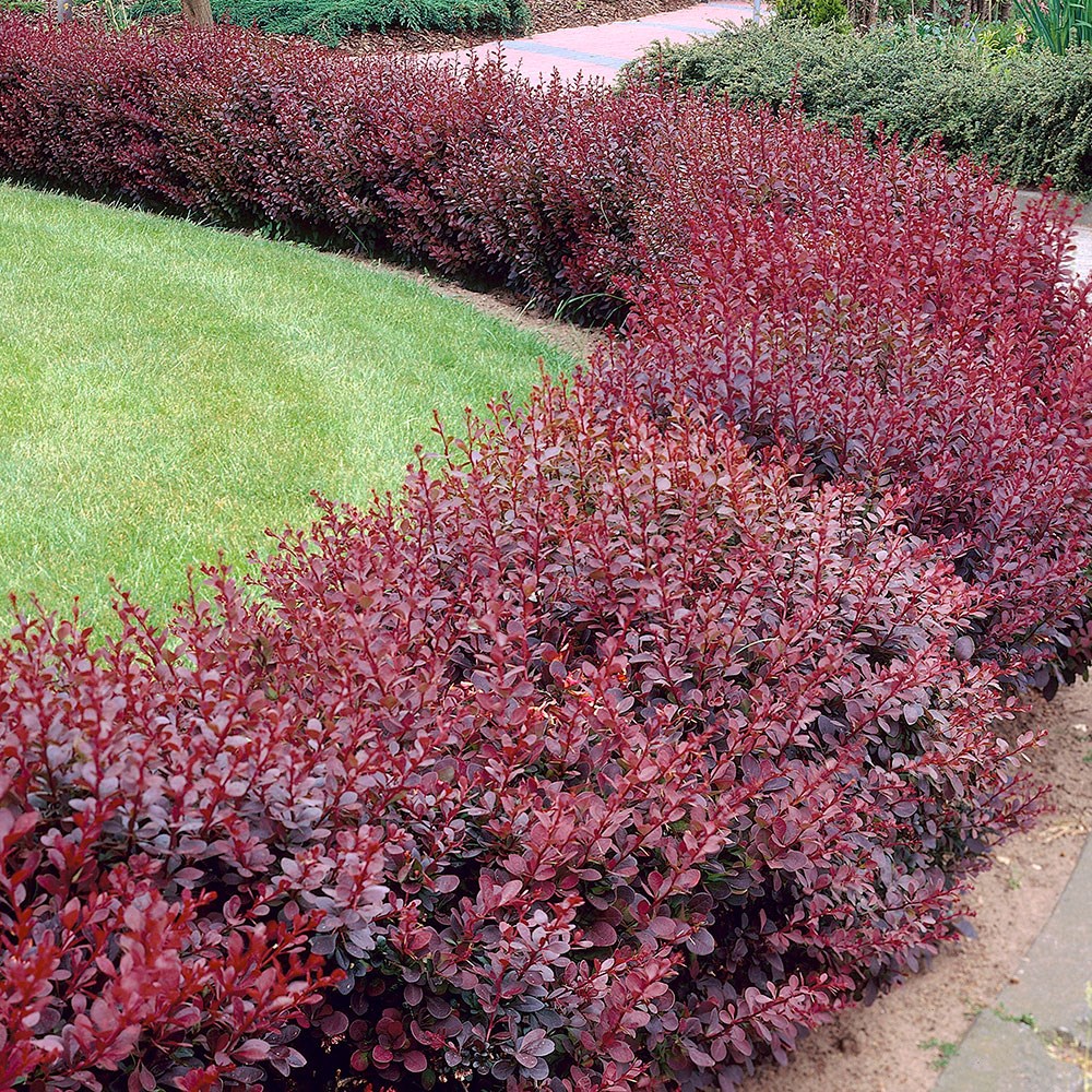 <i>Berberis thunbergii</i> f. <i>atropurpurea</i>