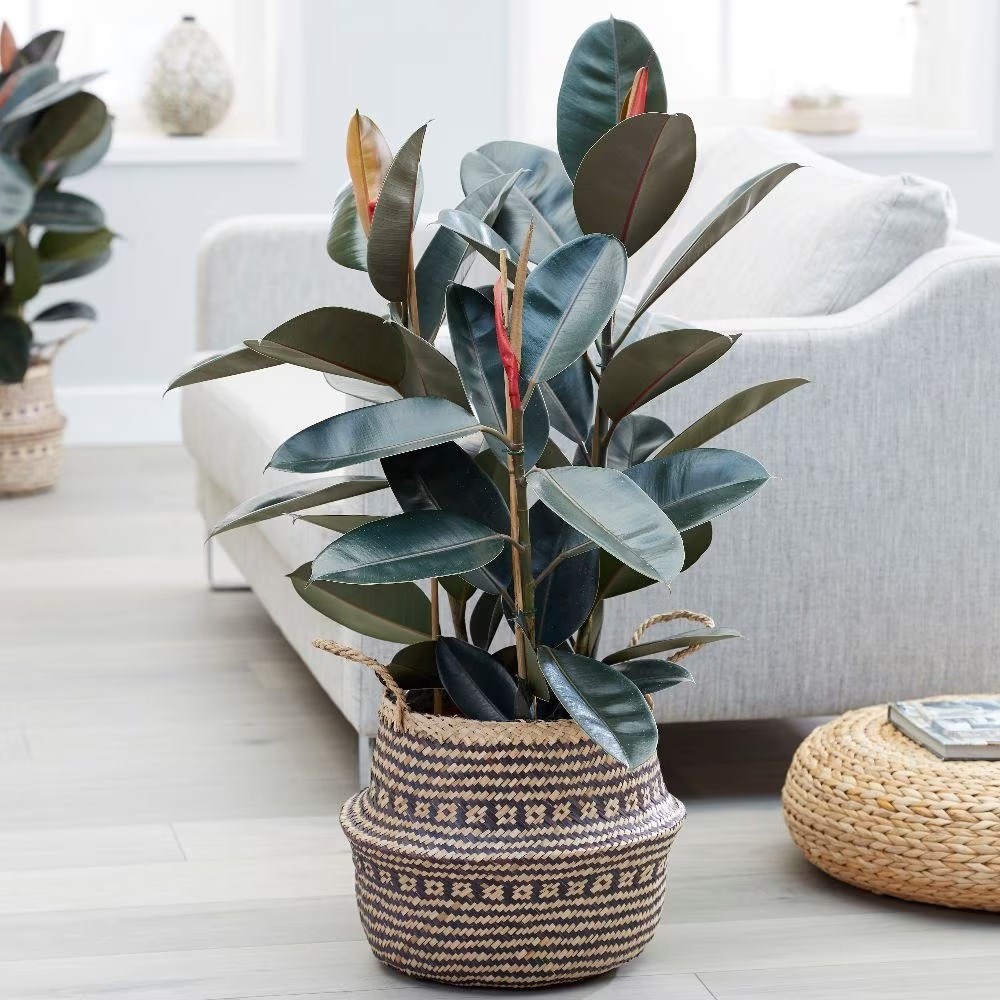 <i>Ficus elastica</i> 'Abidjan'