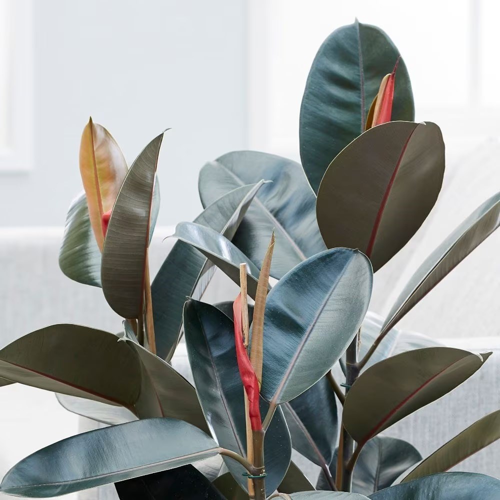 <i>Ficus elastica</i> 'Abidjan'