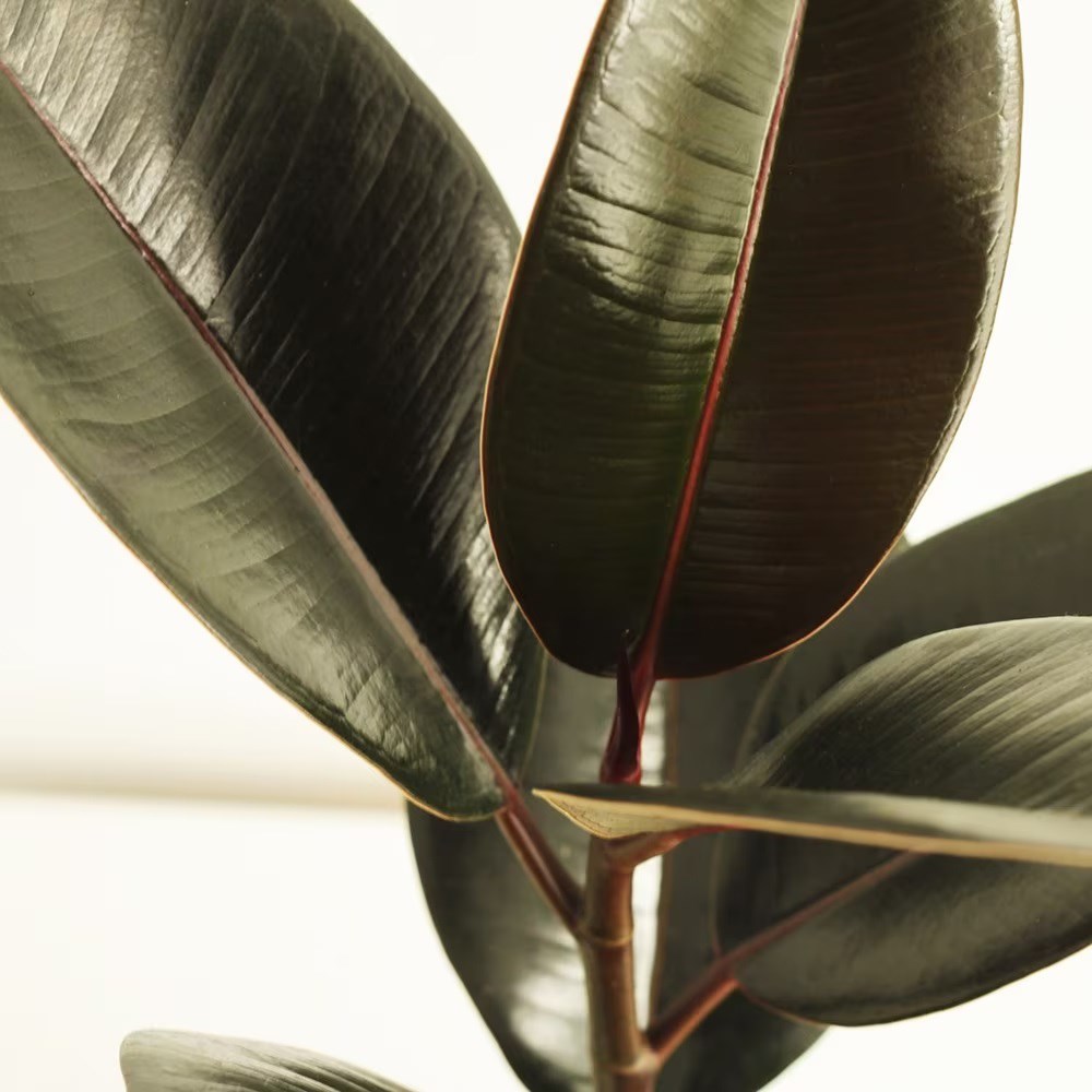 <i>Ficus elastica</i> 'Abidjan'