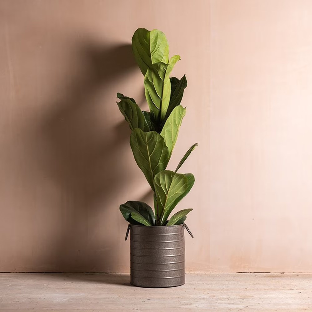 Ficus lyrata | Houseplant