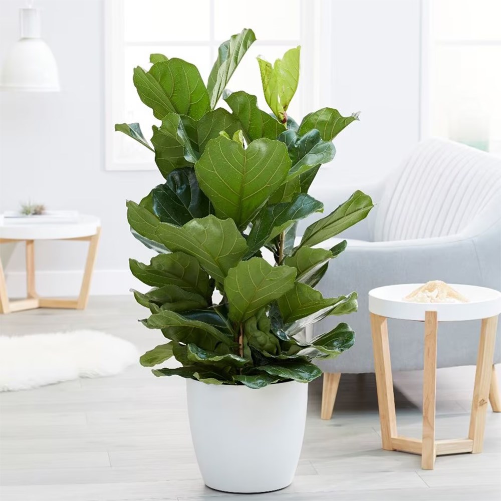 Ficus lyrata | Houseplant