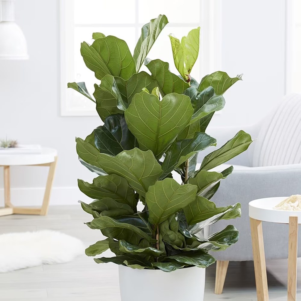 Ficus lyrata | Houseplant