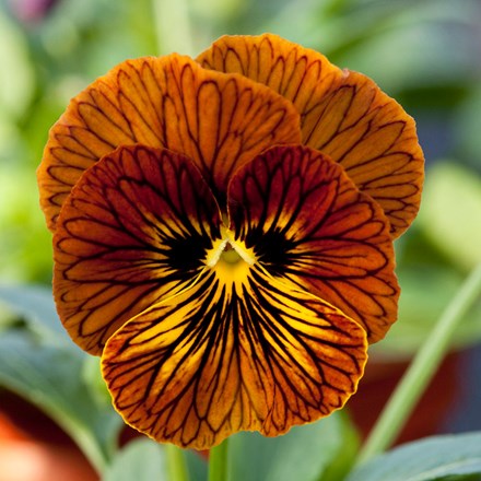 <i>Viola</i> 'Tiger Eye Red'