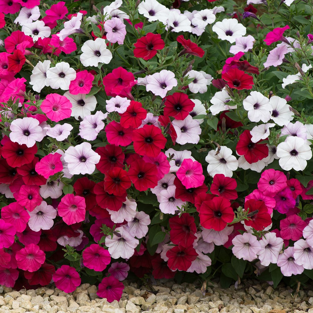 <i>Petunia</i> 'Tidal Wave mix'