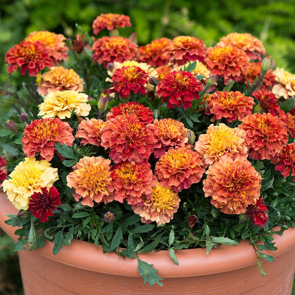 <i>Tagetes patula</i> 'Strawberry Blonde'