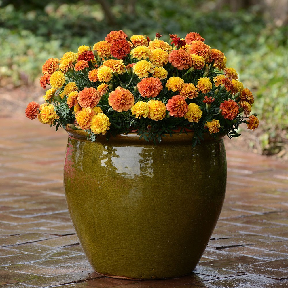 <i>Tagetes patula</i> 'Strawberry Blonde'