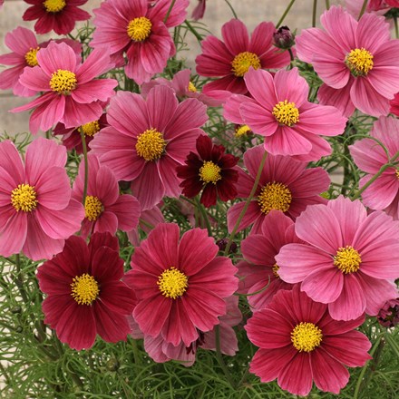 Cosmos bipinnatus Antiquity