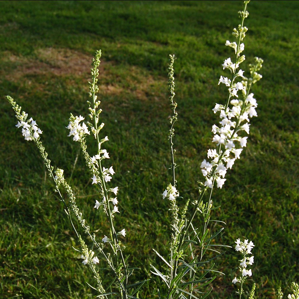 <i>Linaria purpurea</i> 'Springside White'