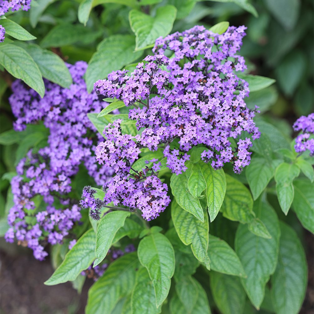 <i>Heliotropium arborescens</i> 'Marine'