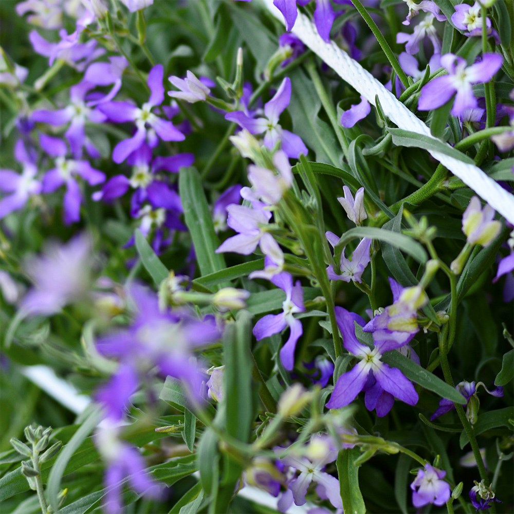 <i>Matthiola longipetala</i> subsp. <i>bicornis</i>