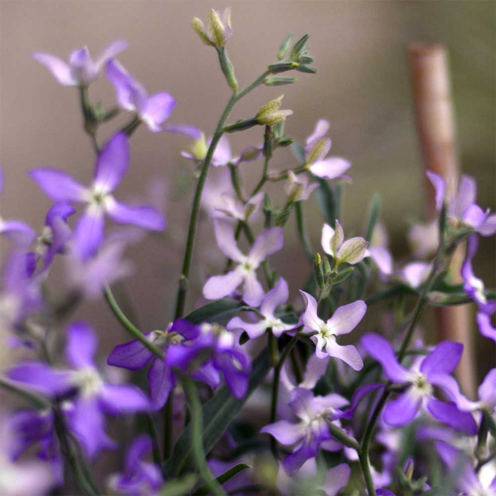 <i>Matthiola longipetala</i> subsp. <i>bicornis</i>