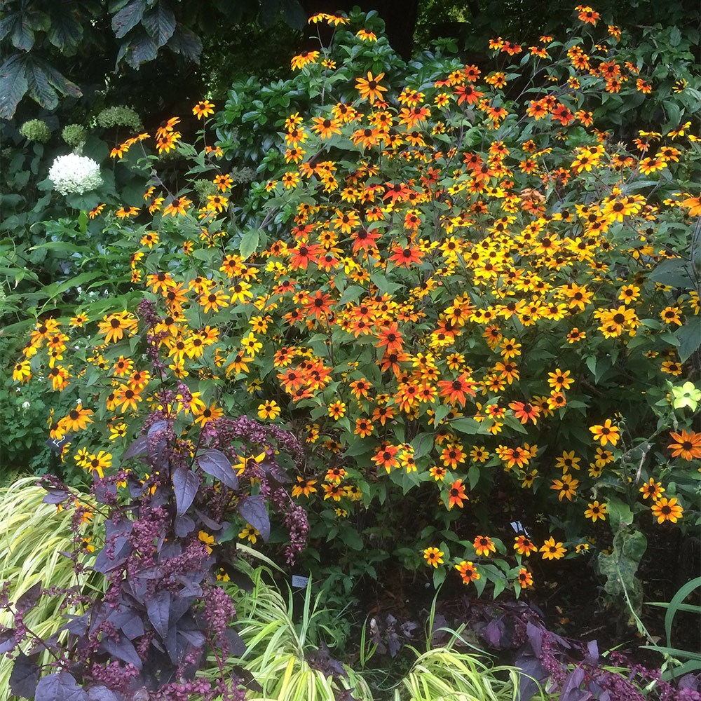 <i>Rudbeckia triloba</i> 'Prairie Glow'
