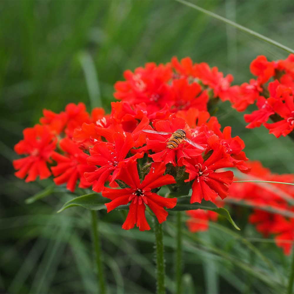<i>Silene chalcedonica</i> 