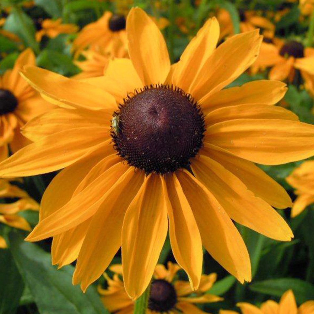 <i>Rudbeckia hirta</i> 'Marmalade'