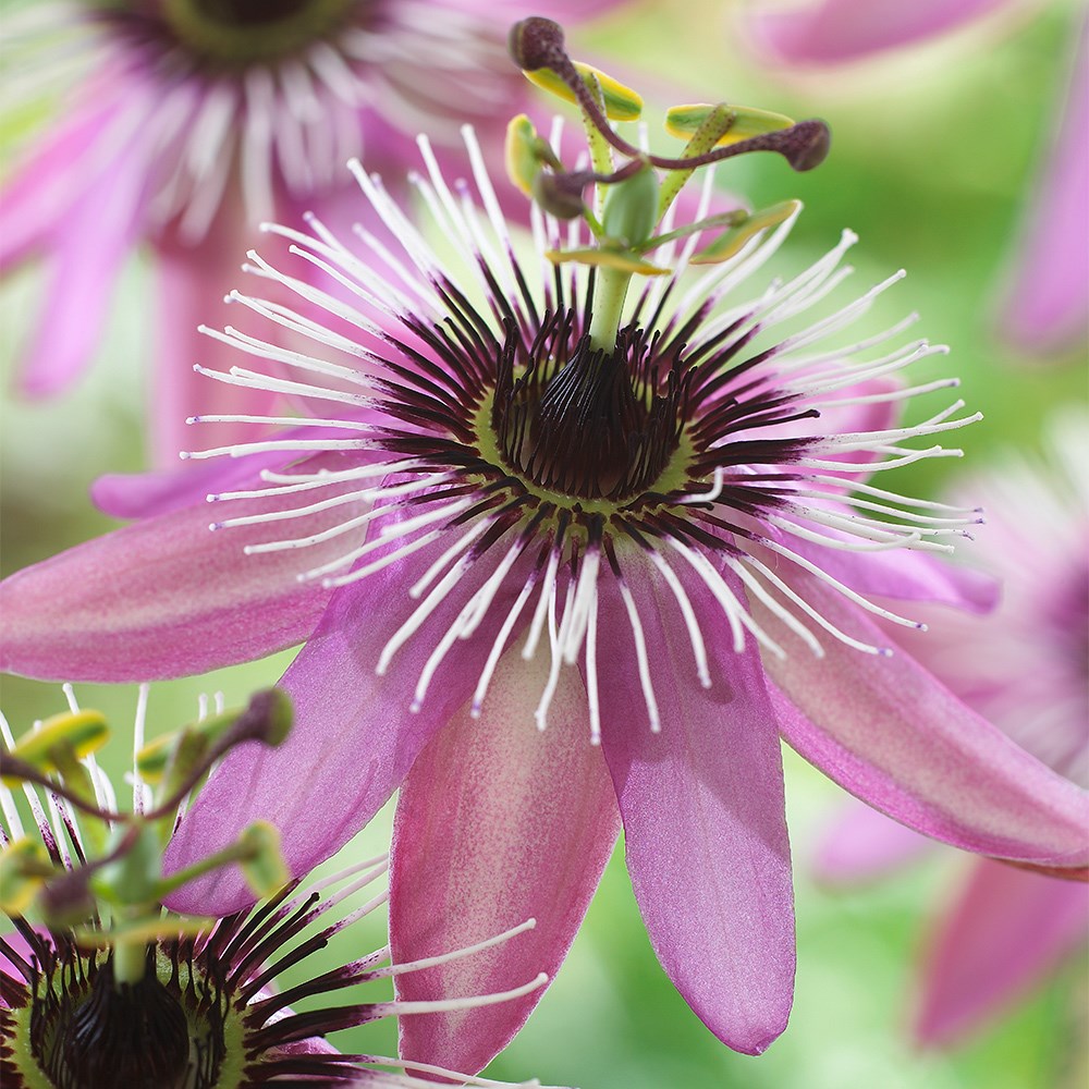 <i>Passiflora</i> × <i>violacea</i> 'Victoria'