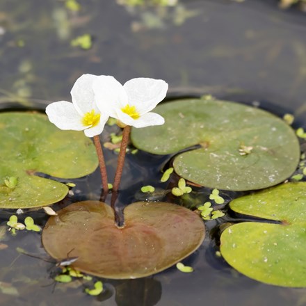 Hydrocharis morsus-ranae
