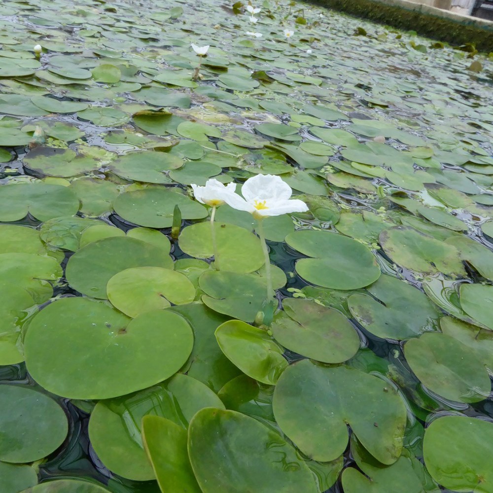 <i>Hydrocharis morsus-ranae</i> 