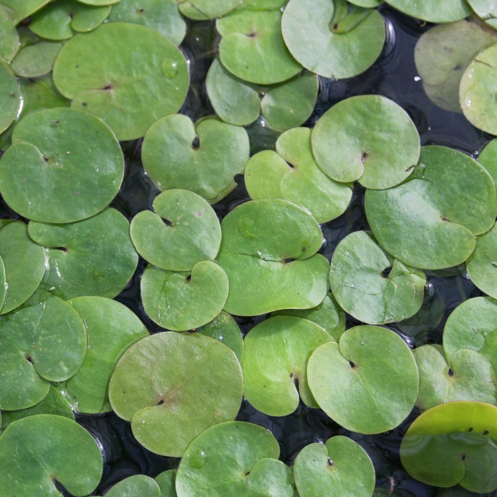 <i>Hydrocharis morsus-ranae</i> 