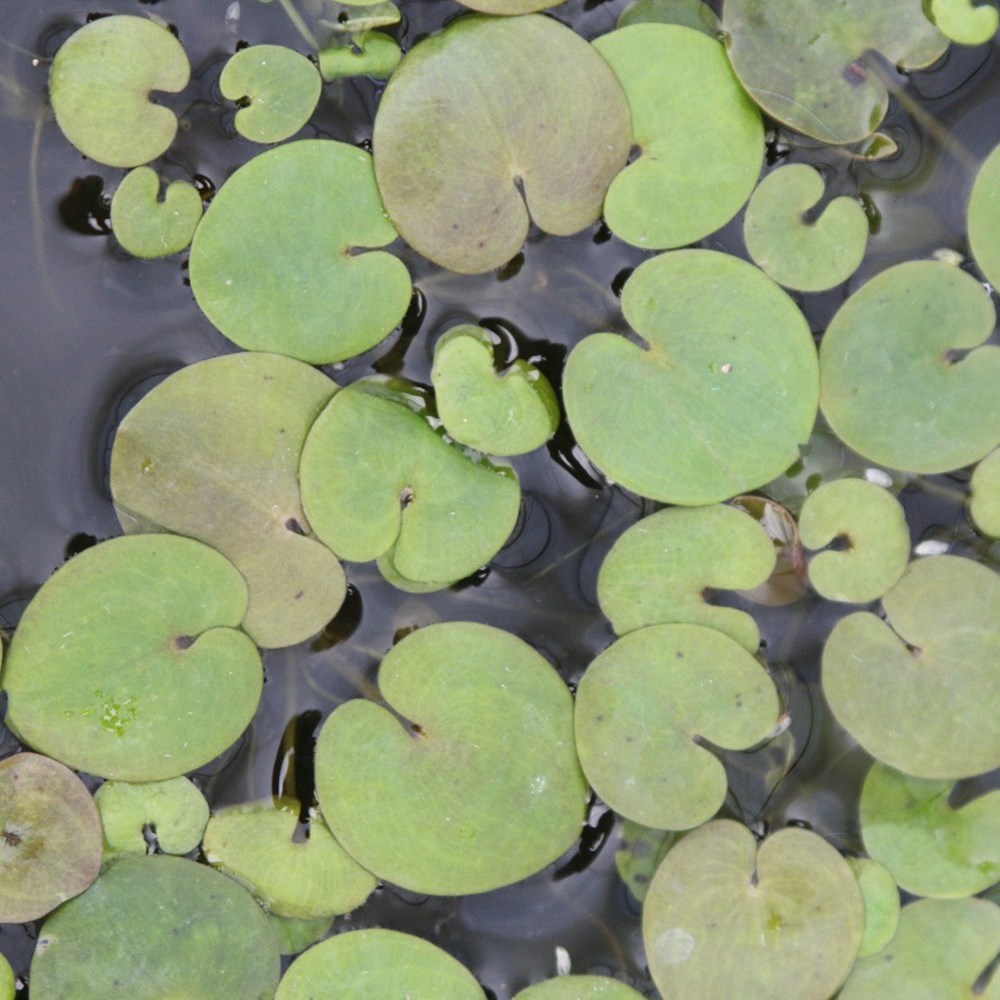 <i>Hydrocharis morsus-ranae</i> 