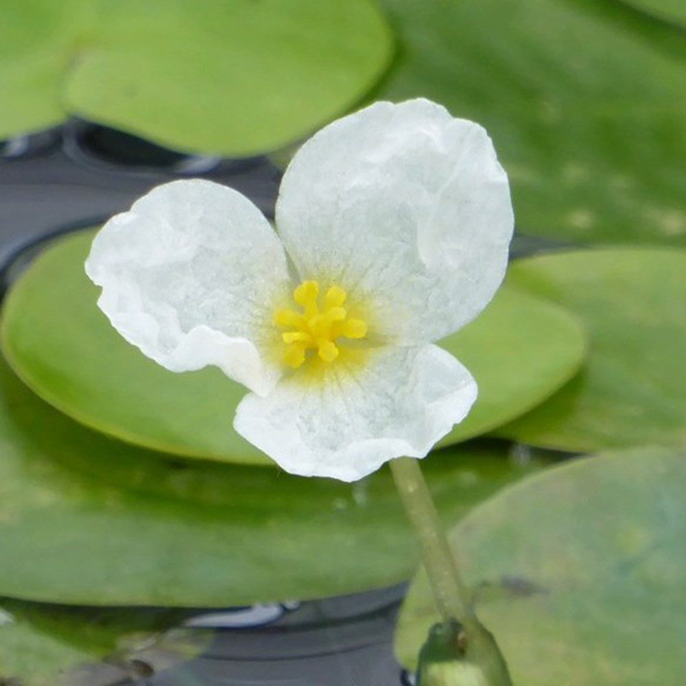 <i>Hydrocharis morsus-ranae</i> 