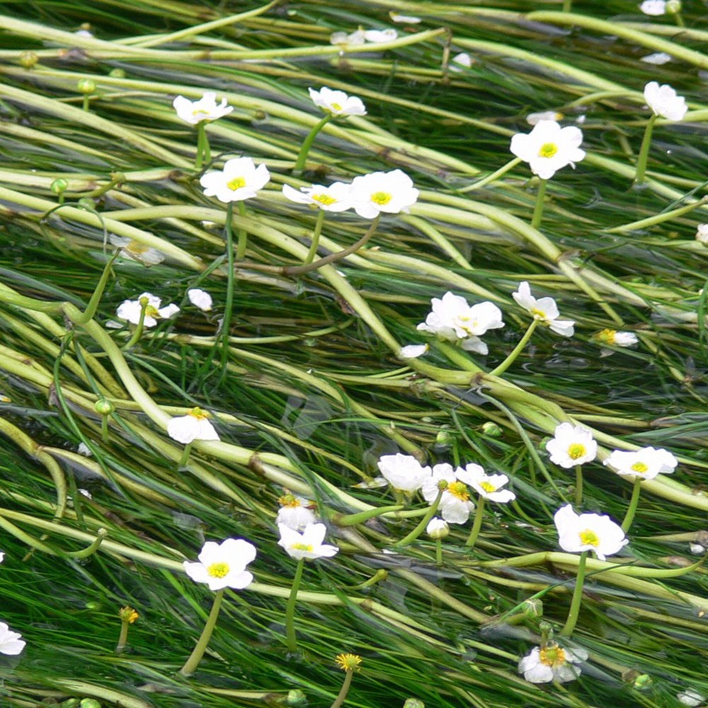 <i>Ranunculus aquatilis</i> 