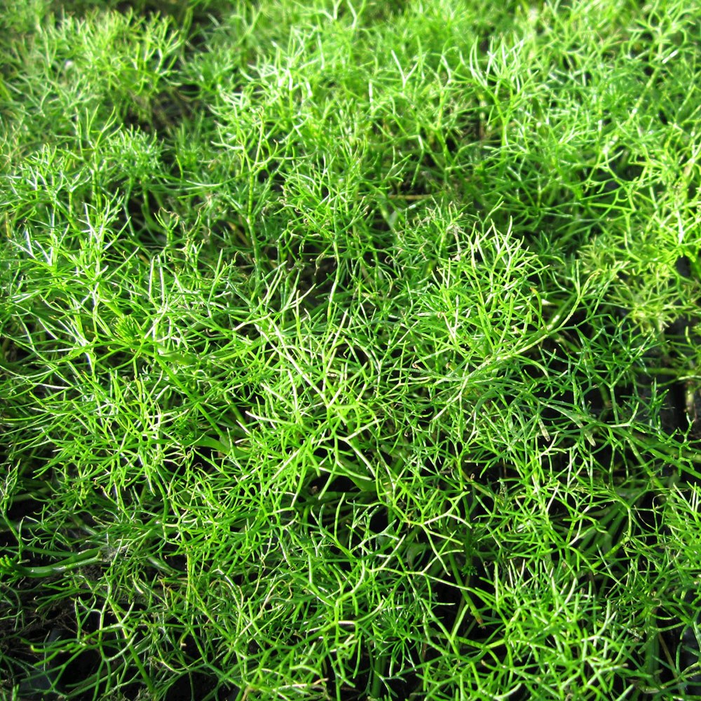 <i>Ranunculus aquatilis</i> 