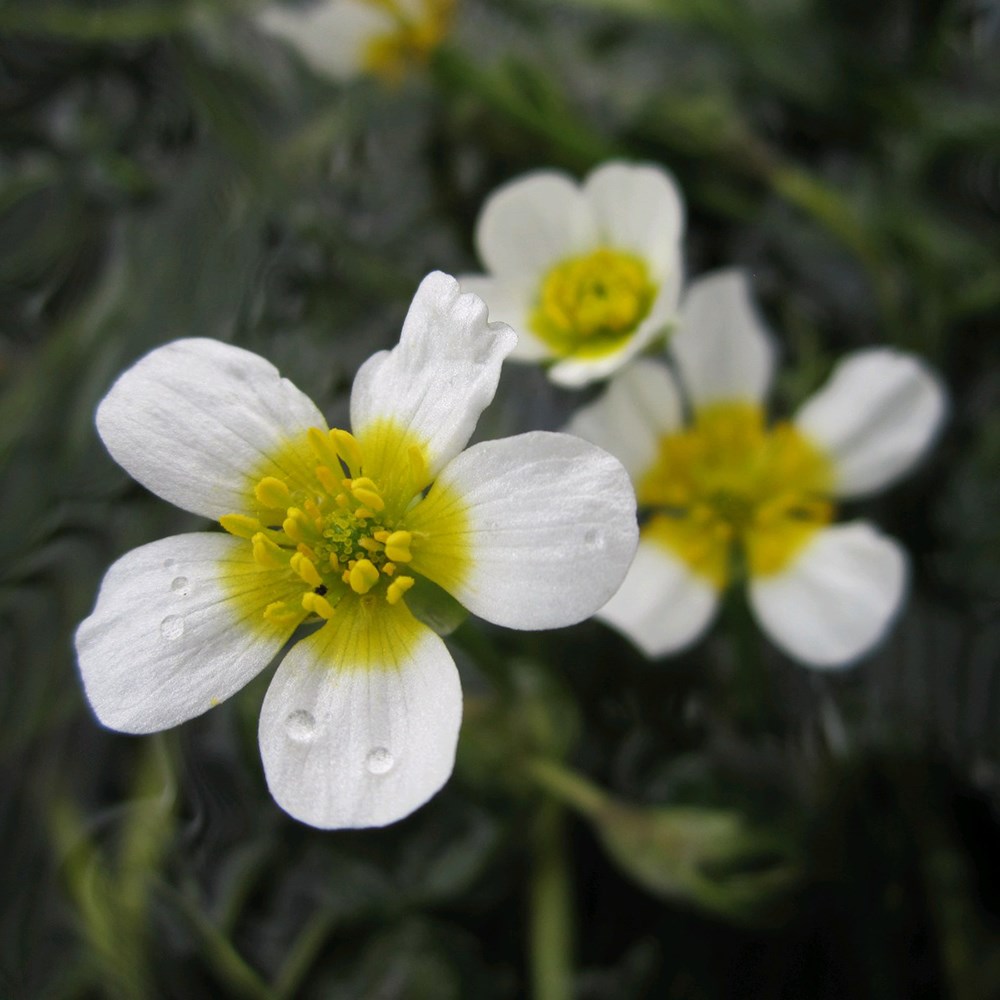 <i>Ranunculus aquatilis</i> 