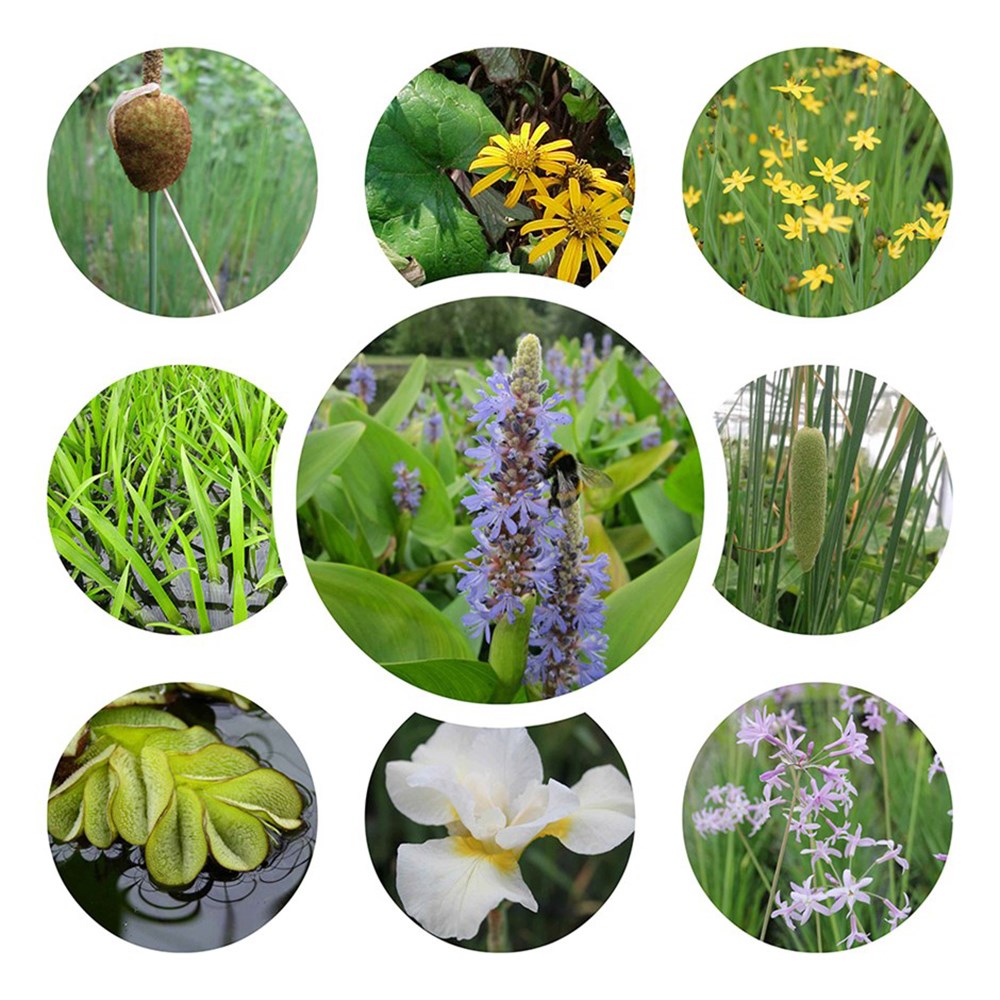 Wildlife pond plant collection