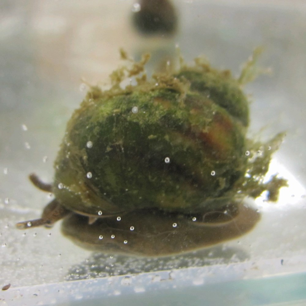 <i>Trapdoor snails</i> 