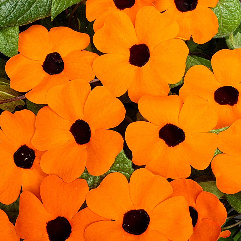 <i>Thunbergia alata</i> 'Orange Beauty'