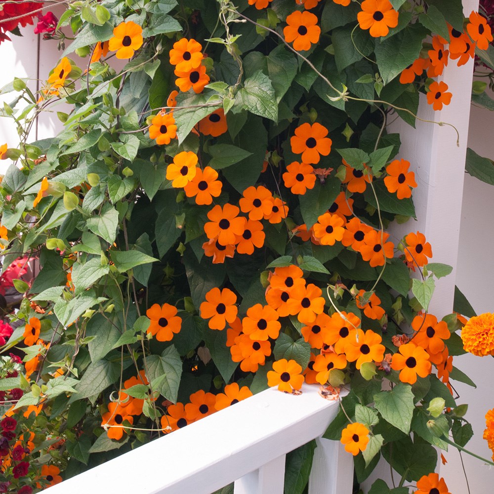 <i>Thunbergia alata</i> 'Orange Beauty'