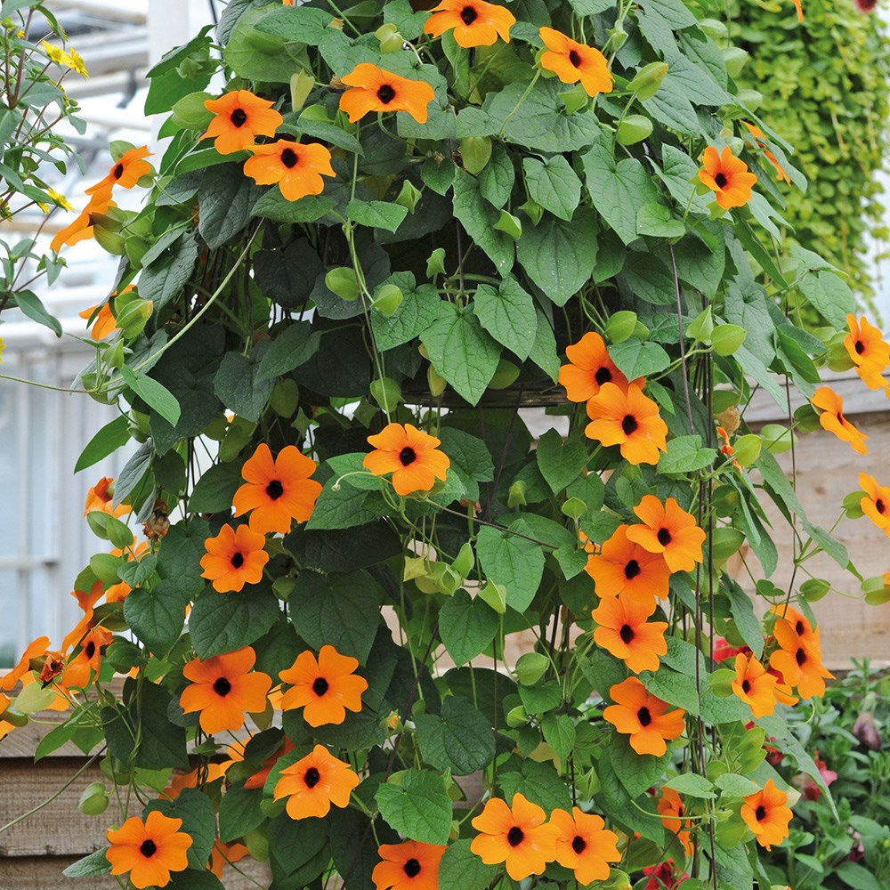 <i>Thunbergia alata</i> 'Orange Beauty'