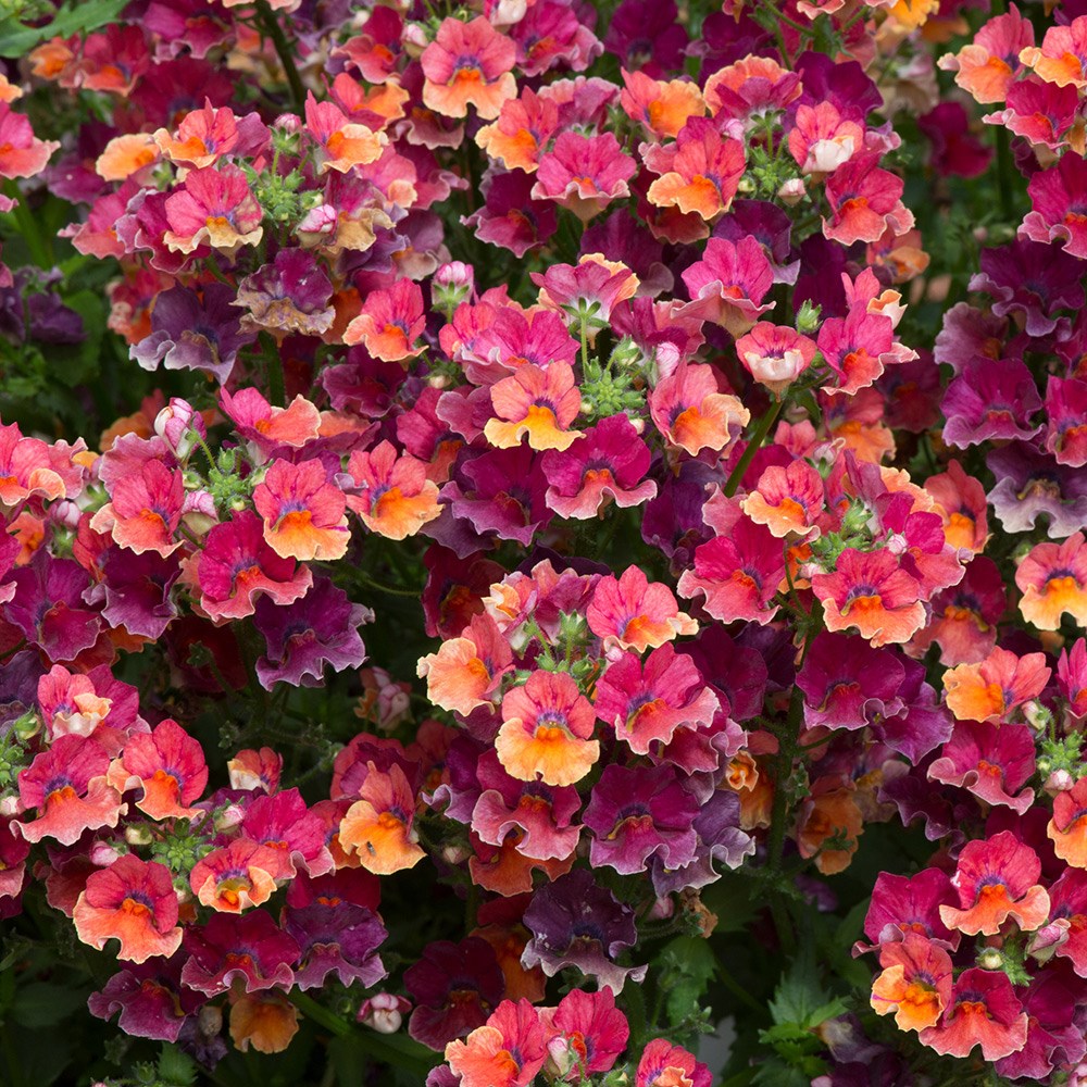 <I>Nemesia</i> <b class=small-caps>Nesia Tropical </b>(Nesia Series)