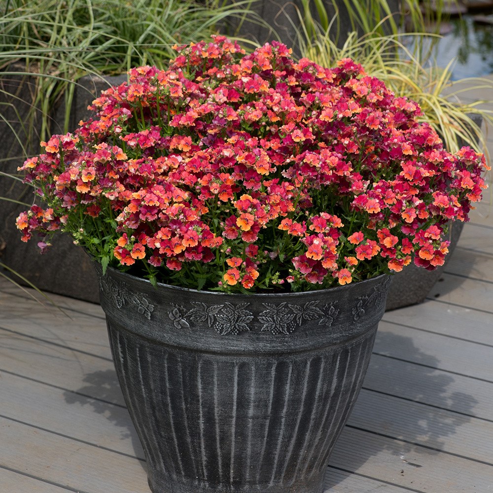 <I>Nemesia</i> <b class=small-caps>Nesia Tropical </b>(Nesia Series)