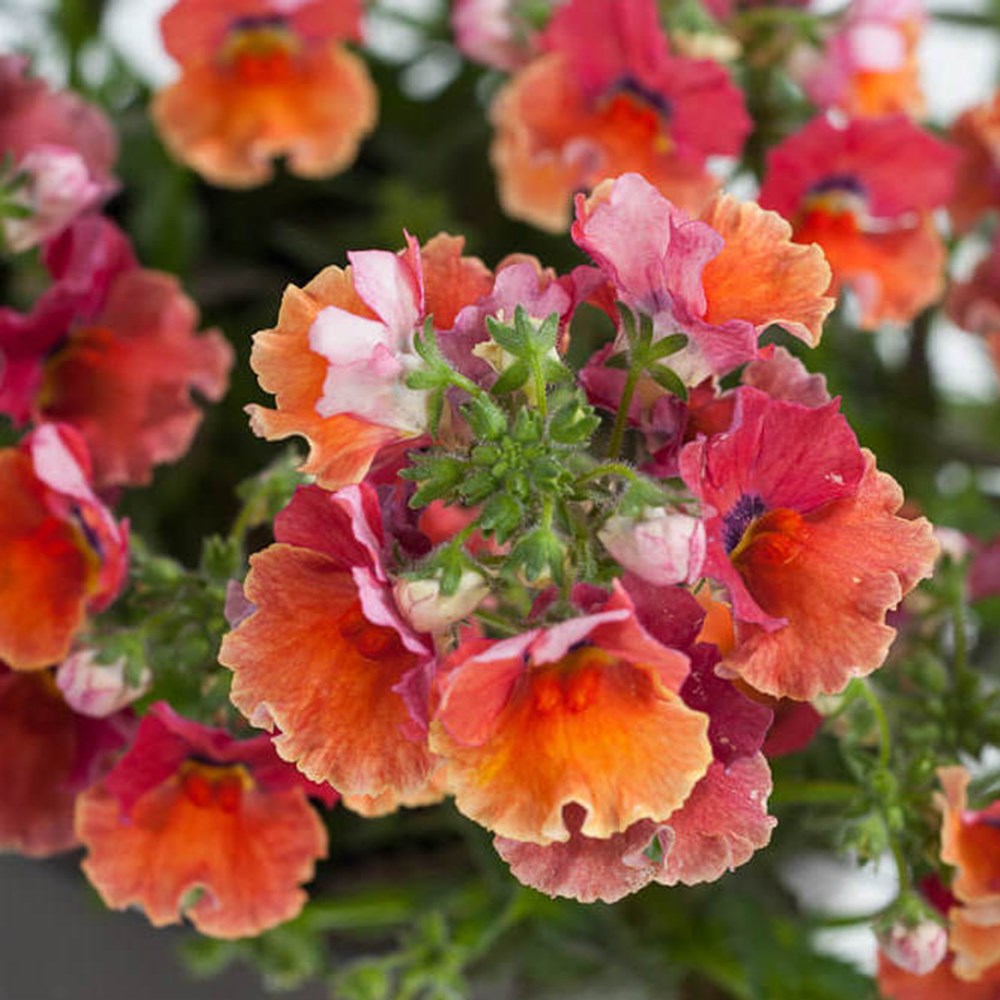 <I>Nemesia</i> <b class=small-caps>Nesia Tropical </b>(Nesia Series)